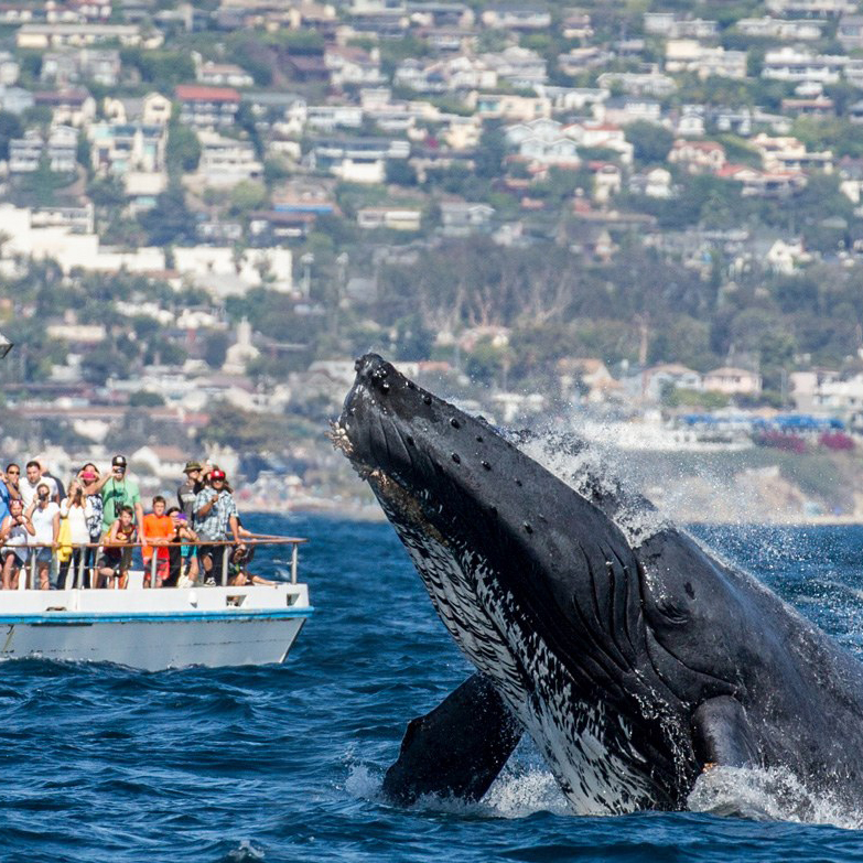 A large humpback whale breaches near a boat filled with people watching, with a coastal city and hillside homes visible in the background.