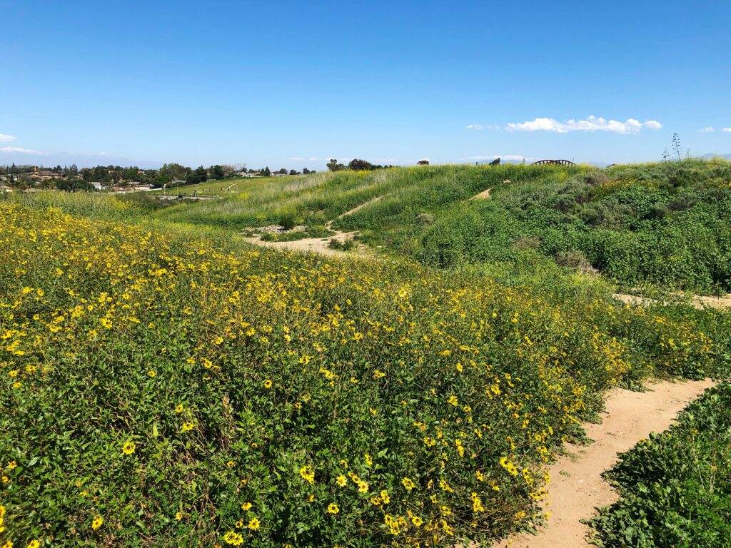 A sunny hillside at Fairview Park Costa Mesa, covered in green grass and yellow wildflowers, with dirt paths winding through the landscape. Sparse trees and houses are visible in the distance beneath a clear blue sky.