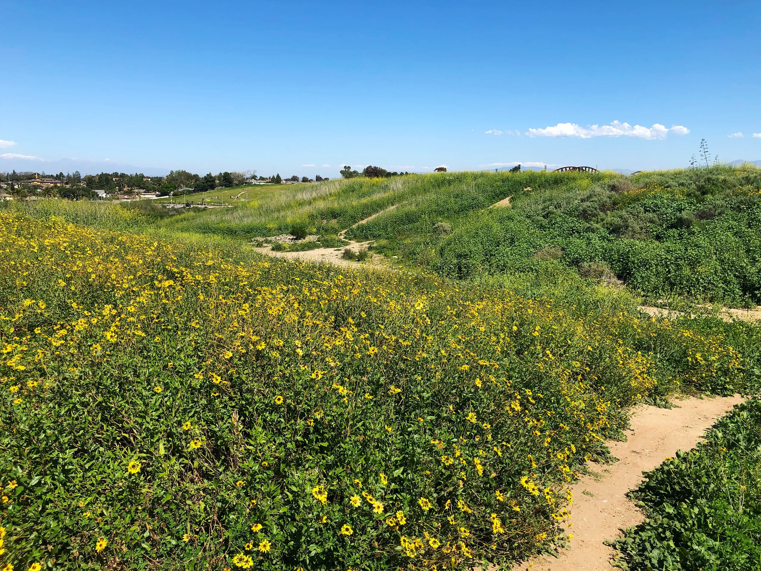 A sunny hillside at Fairview Park Costa Mesa, covered in green grass and yellow wildflowers, with dirt paths winding through the landscape. Sparse trees and houses are visible in the distance beneath a clear blue sky.