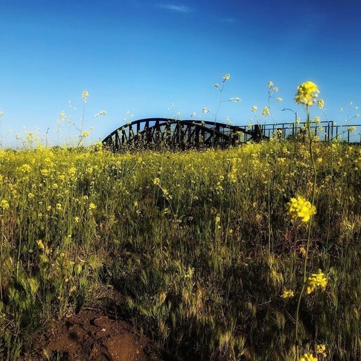 A field of tall yellow wildflowers under a clear blue sky, with a dark arched bridge partially visible in the background. The scene is sunlit and evokes a peaceful, rural atmosphere.