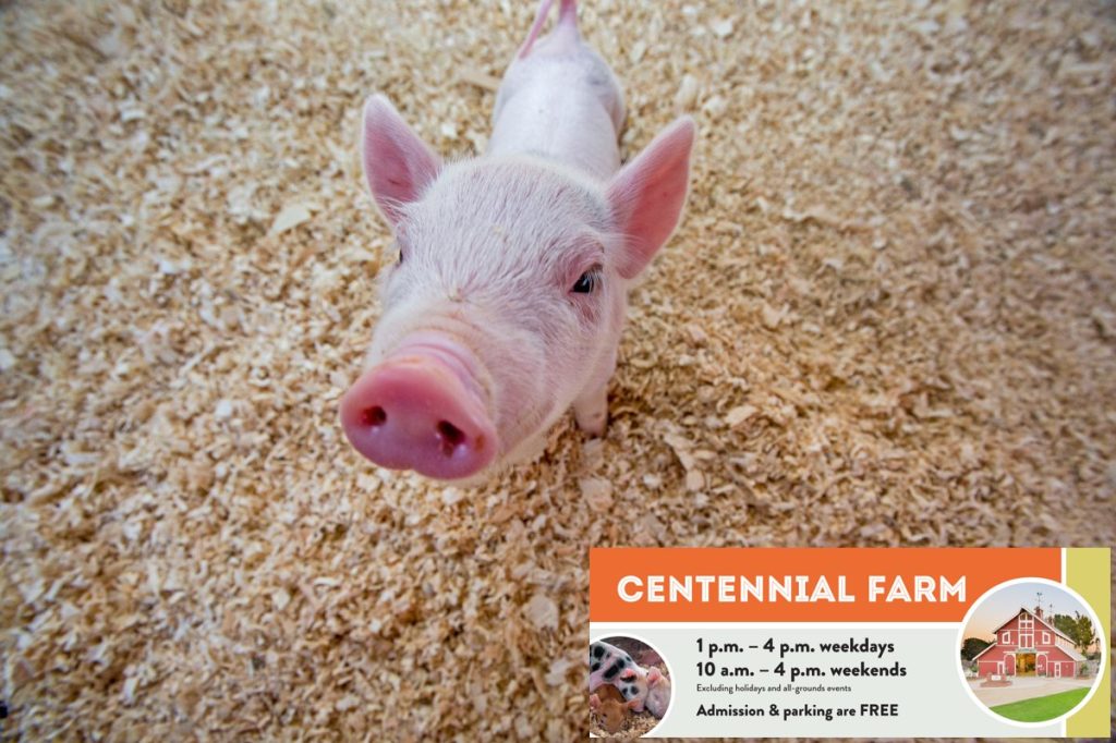 A piglet stands on wood shavings, looking up at the camera. In the corner, a graphic for Centennial Farm shares hours and notes that admission and parking are free, with an illustration of a red barn.