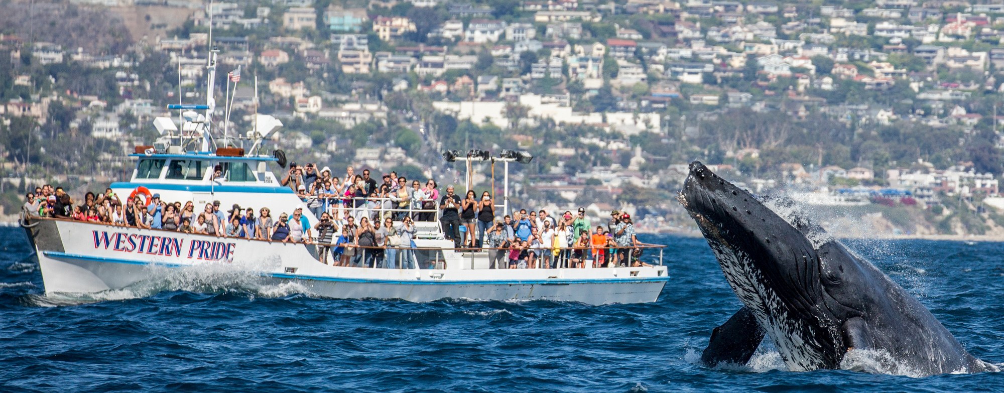 A large group of people on a whale-watching boat looks on as a humpback whale breaches the water near a coastal city in the background.