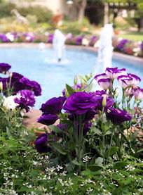 Vibrant purple flowers in the foreground with a circular fountain and water jets in the background, surrounded by a garden.