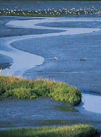 A winding stream flows through a muddy marshland with green vegetation. In the background, groups of birds are gathered near the water, creating a tranquil, natural scene.
