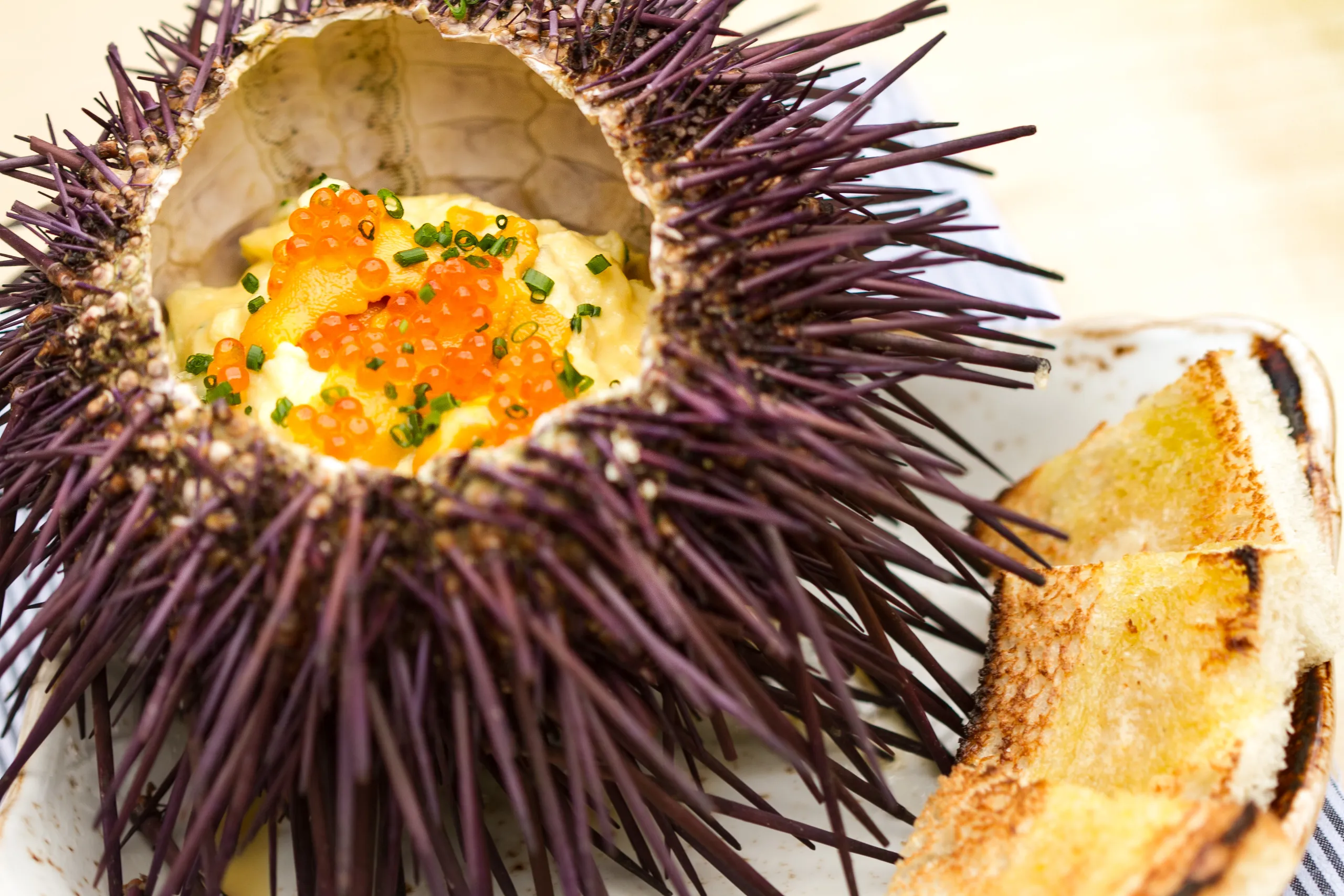 A close-up of a spiky sea urchin shell filled with creamy seafood, orange roe, and chopped chives, served on a plate with slices of toasted bread on the side at Vaca Restaurant Costa Mesa.