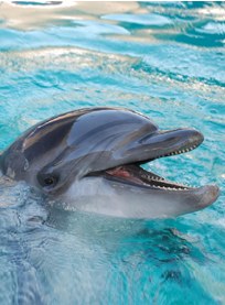 A dolphin with its mouth open swims in clear blue water, showing its teeth—a scene you might spot on day trips from Costa Mesa.