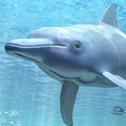A dolphin swims underwater in clear blue water, with a few smaller fish in the background—an enchanting sight often enjoyed on day trips from Costa Mesa as sunlight beams filter from above, illuminating the scene.
