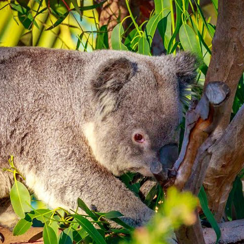 A close-up of a koala nestled among green eucalyptus leaves and tree branches, with sunlight highlighting its grey fur and round ears—a perfect snapshot from one of the wildlife day trips from Costa Mesa.