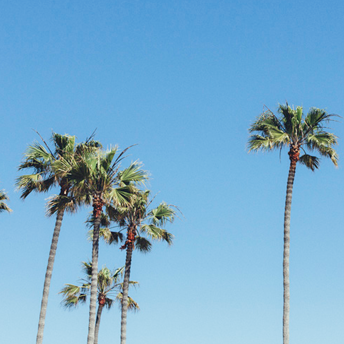 Tall palm trees with green fronds stand against a clear bright blue sky, creating a relaxed, tropical atmosphere—just the kind you might find when asking, 