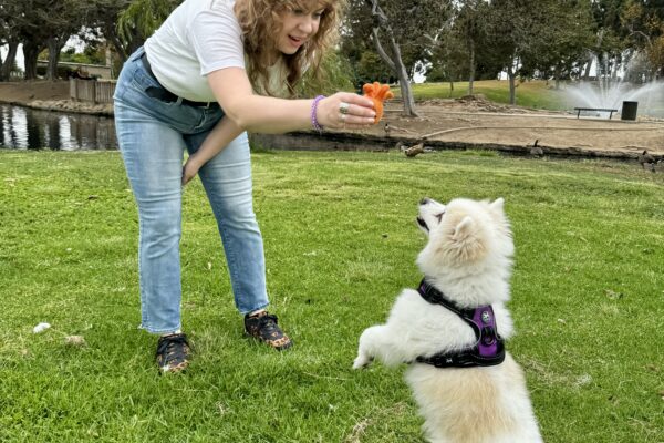 A woman with curly hair holds an orange toy, playfully interacting with a fluffy white dog standing on green grass in a park, not far from the scenic beaches near Costa Mesa, with trees and a pond in the background.