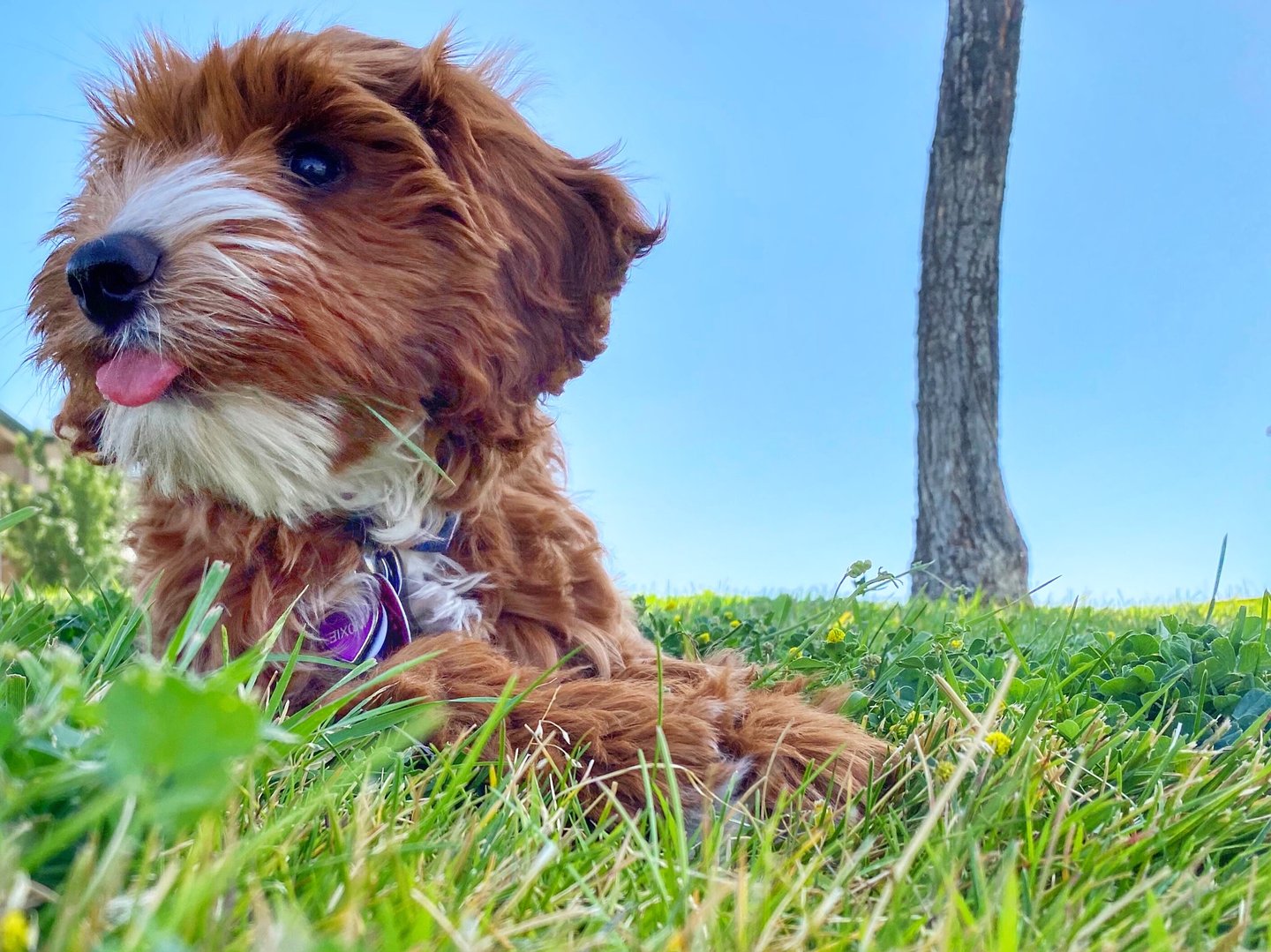 A fluffy brown and white puppy lies in green grass with its tongue slightly out. Under the clear blue sky, a tree trunk is visible in the background, capturing a perfect day in pet friendly Costa Mesa.