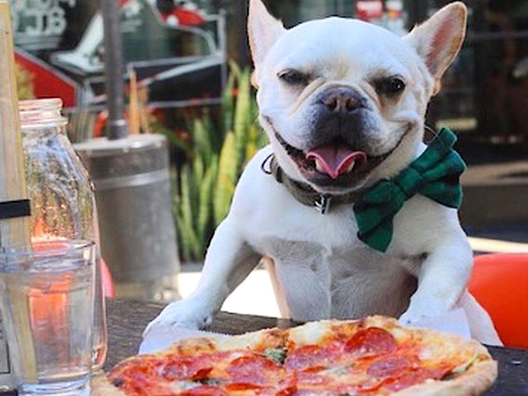 A happy French Bulldog wearing a green plaid bowtie sits at an outdoor table with a pepperoni pizza in front of it, enjoying the pet friendly Costa Mesa vibes. There's a glass of water and a jar on the table as it looks at the camera, tongue out.