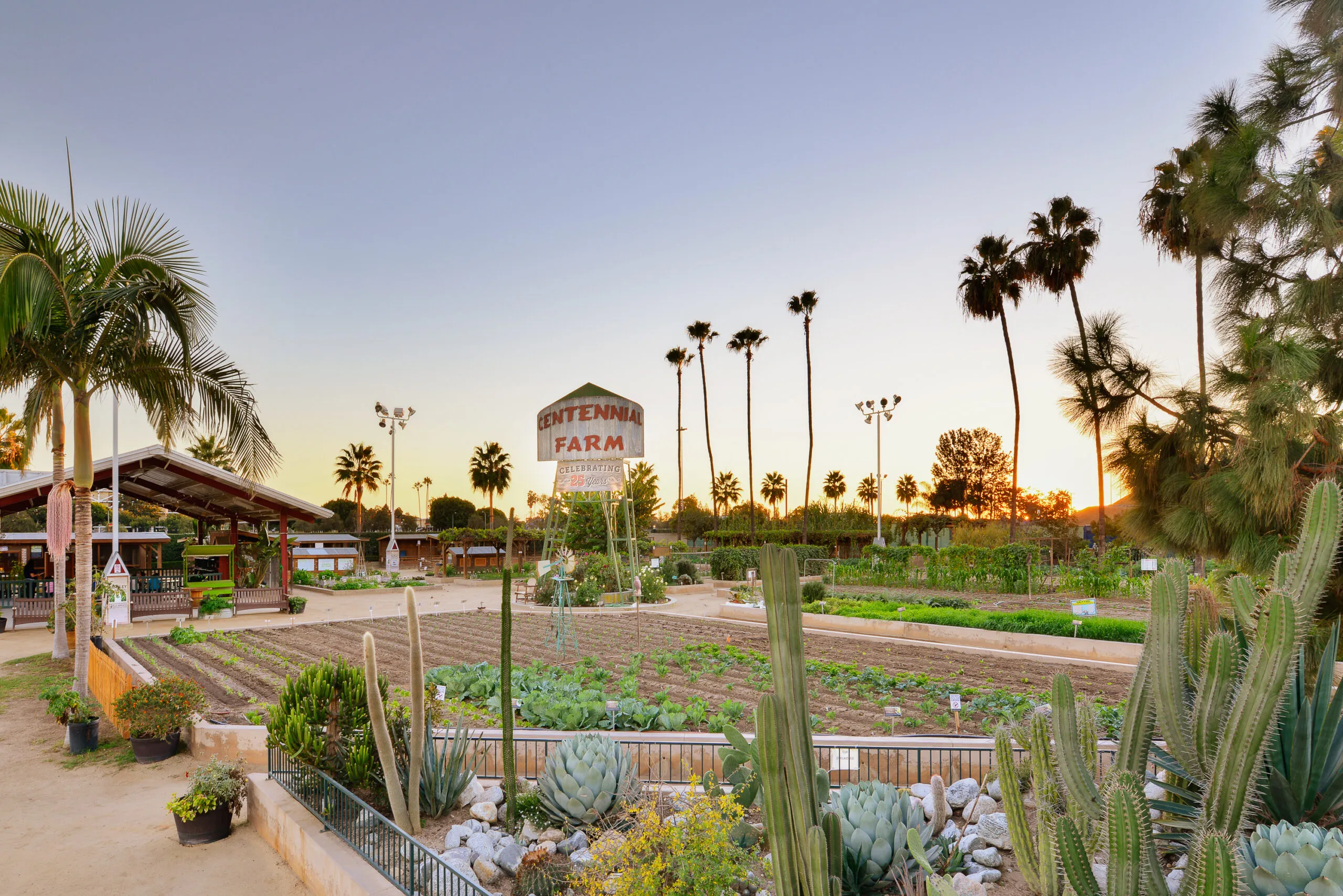 Centennial Farm at sunset, showing organized vegetable plots, cactus plants, palm trees, and a farm sign. The sky is clear, with sunlight illuminating the garden and surrounding greenery.